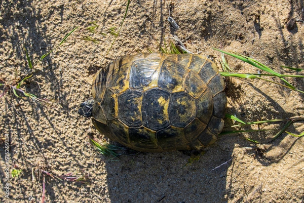 Obraz Turtle Basks in Sunlight on Sandy Retreat
