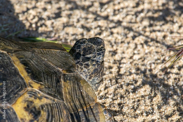 Obraz Turtle Basks in Sunlight on Sandy Retreat