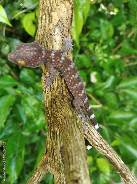 Fototapeta Closeup Gecko on nature background, closeup of animal, gecko lizard