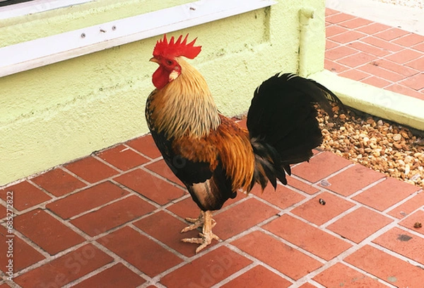 Obraz Fancy Rooster