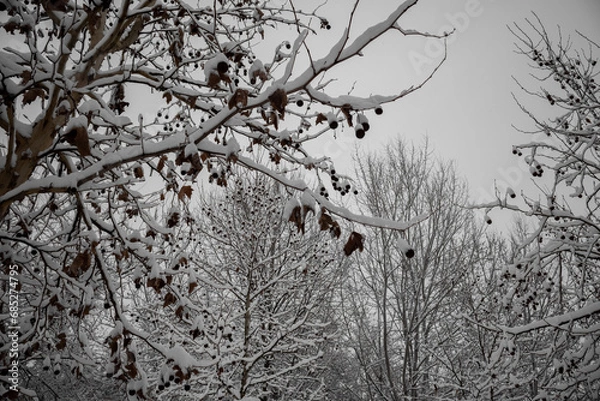 Fototapeta Snow Trees