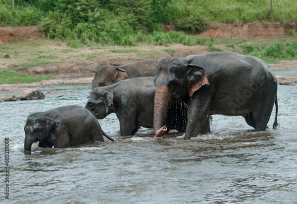 Fototapeta Elephants On The River Near Pinnawala Elephant Orphanage In Sri Lanka