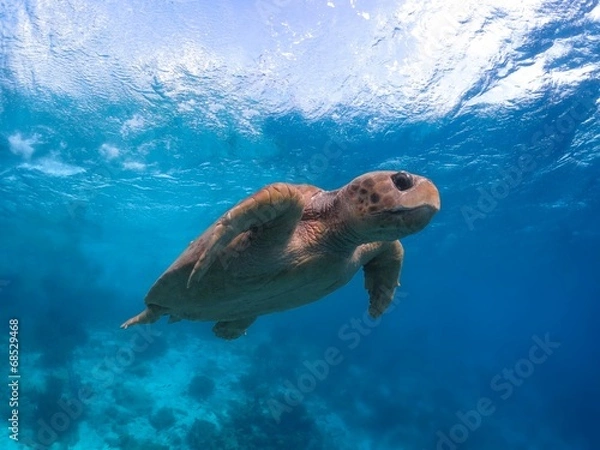 Fototapeta rare endangered Loggerhead Sea Turtle