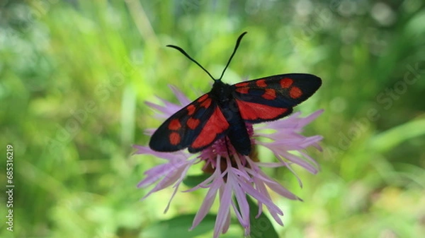 Obraz Hufeisenklee-Widderchen