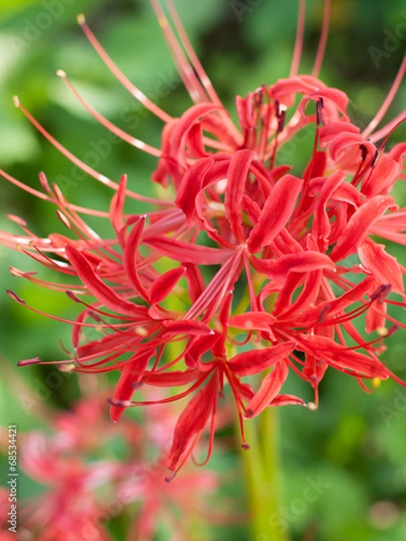 Fototapeta 彼岸花