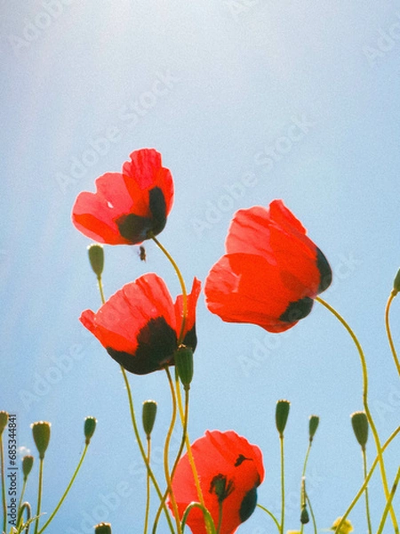 Obraz red poppy flowers in the field