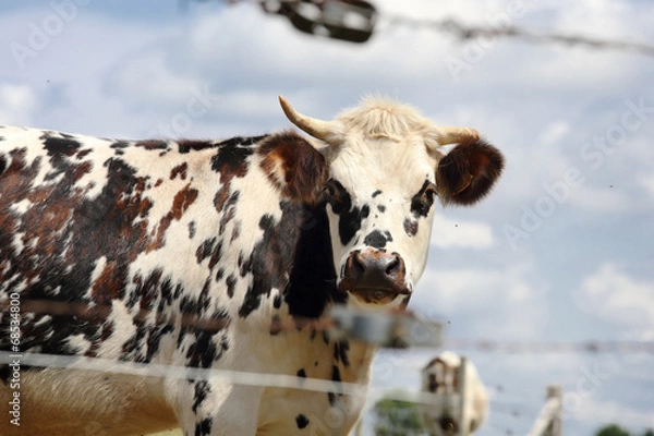 Obraz Vache normande
