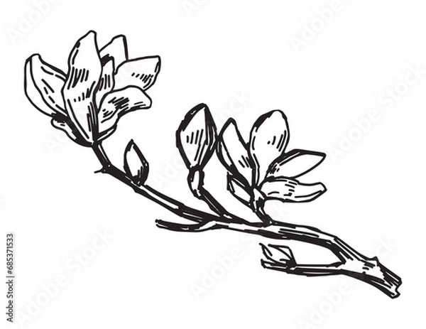 Obraz Magnolia blooming twig sketch. Spring time tree branch clipart. Hand drawn vector illustration isolated on white background.