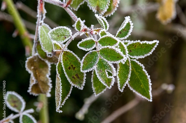 Obraz Rose leaves covered with white frost