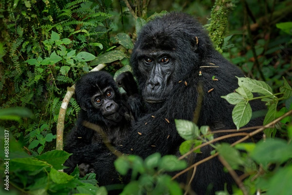 Fototapeta Eastern Gorilla - Gorilla beringei critically endangered largest living primate, lowland gorillas or Grauer's gorillas (graueri) in the green rainforest, adults and child feeding and playing.