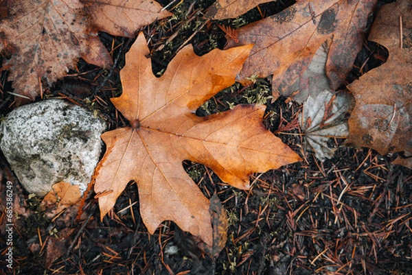 Fototapeta Fall maple leaf with fall colours.