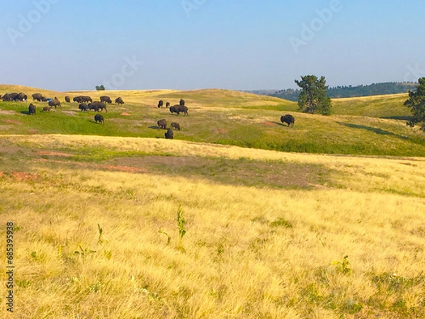 Obraz Where the Buffalo Roam