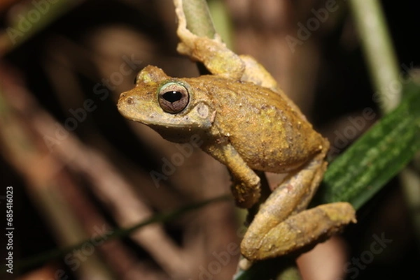 Fototapeta Kuranda Tree Frog in Queensland Australia