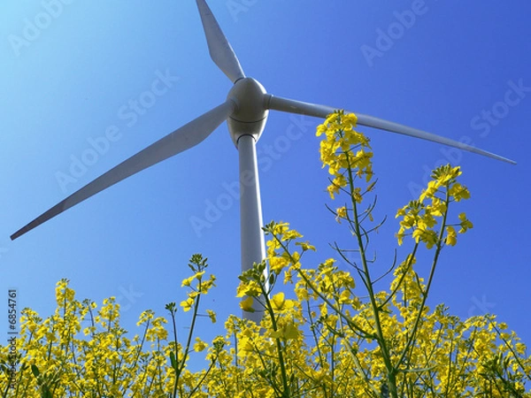 Fototapeta windrad & rapsfeld