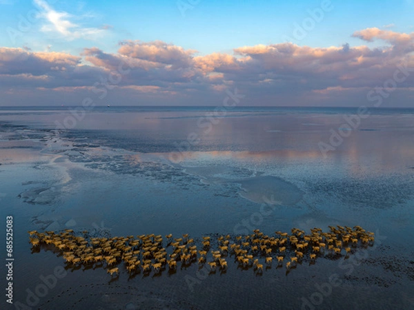 Obraz Elks Run in Dafeng Elk National Nature Reserve in Yancheng
