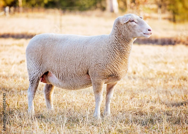 Obraz white suffolk sheep