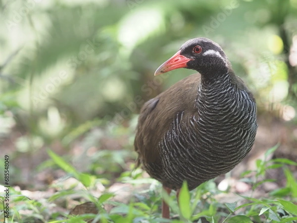 Obraz ヤンバルクイナと植物