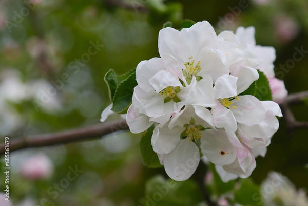 Fototapeta Flowering apple tree.