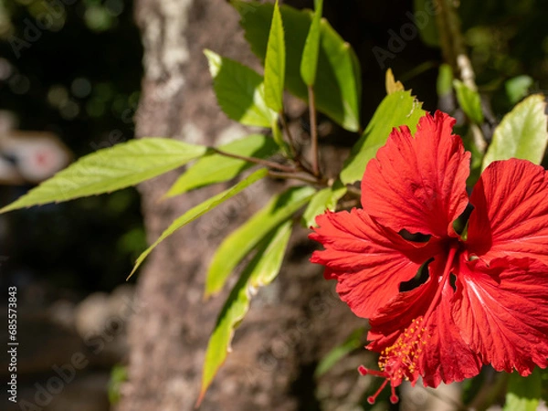 Fototapeta 沖縄県本部町備瀬のフクギ並木