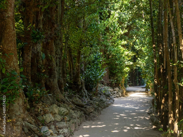 Obraz 沖縄県本部町備瀬のフクギ並木