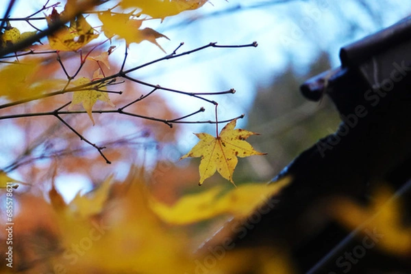 Fototapeta 黄色いもみじと屋根