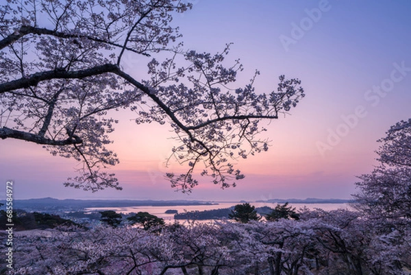 Obraz 日本三景・宮城県松島　朝日を浴びる西行戻しの松公園の桜