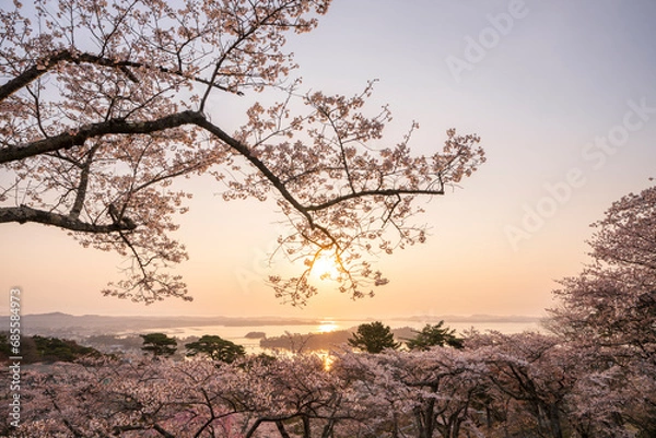 Obraz 日本三景・宮城県松島　朝日を浴びる西行戻しの松公園の桜
