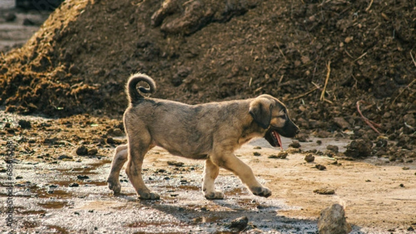 Fototapeta Puppy walking with cow manure in the back