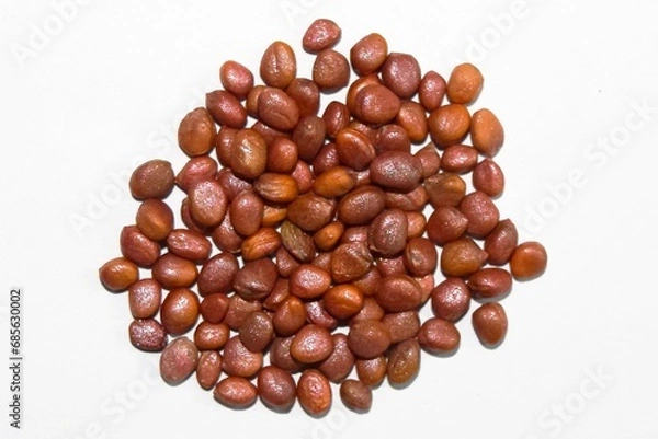 Fototapeta Hybrid Radish Seeds Photo Shoots by Dslr Cameras 