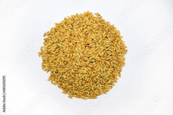 Fototapeta Swarna Red Paddy Seeds  Photo Shoots by Dslr Cameras 