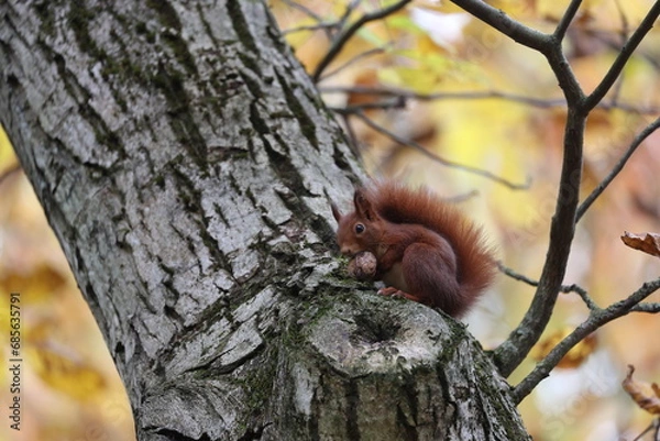 Obraz eurasian red squirrel in autumn colored woodland