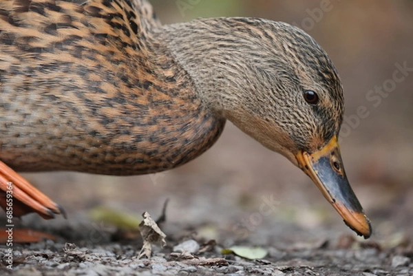 Obraz portrait of a female mallard