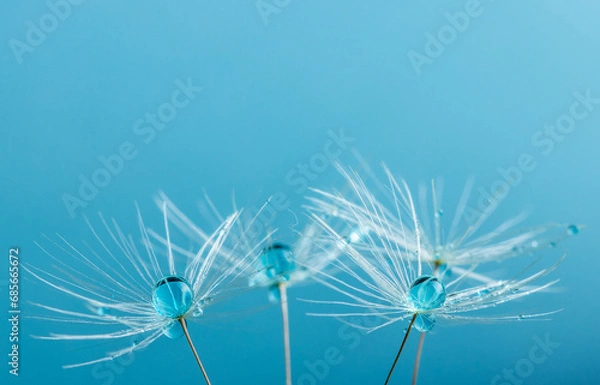 Fototapeta Dandelion flower seed with dew drops close up.