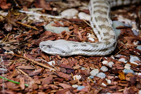 Fototapeta Caucasian gyurza snake (Latin: Macrovipera lebetina).
 It is a venomous snake from the viper family. Its other name is "Levant viper". Its length reaches 1.3-2 m. Females are smaller, males are larger