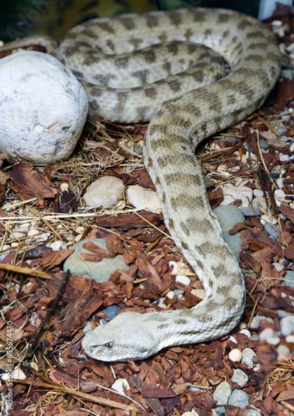 Fototapeta Caucasian gyurza snake (Latin: Macrovipera lebetina).
 It is a venomous snake from the viper family. Its other name is "Levant viper". Its length reaches 1.3-2 m. Females are smaller, males are larger