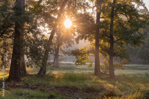 Fototapeta On an early morning, a sunburst appears through the leaves in an East Texas forest.