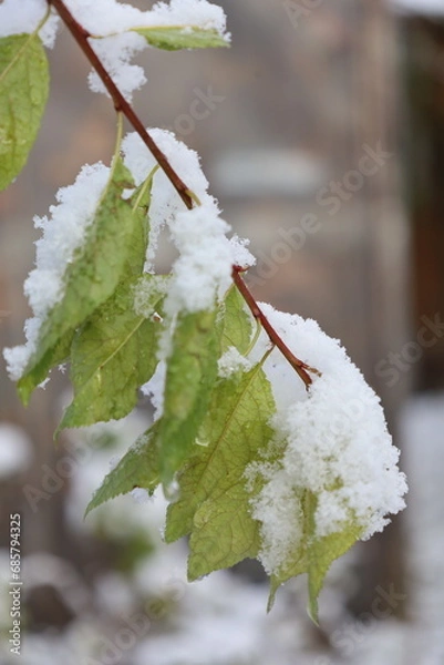 Obraz leaves partly covered with snow