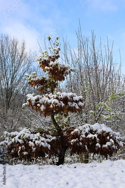 Obraz bonsai beech covered with snow