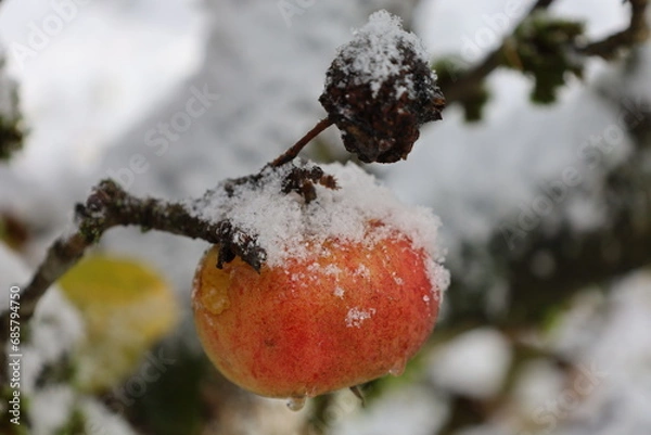 Obraz red apple in snow