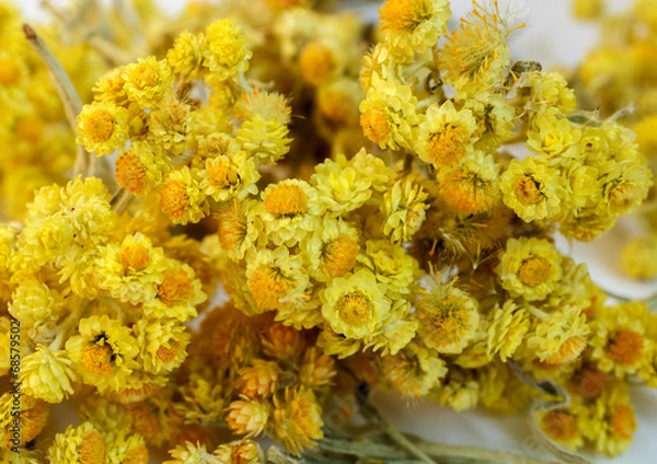 Fototapeta Dried flowers of helichrysum