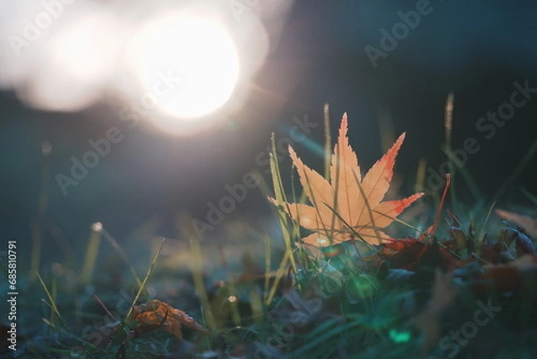 Obraz 逆光の中一枚の落ちたもみじ