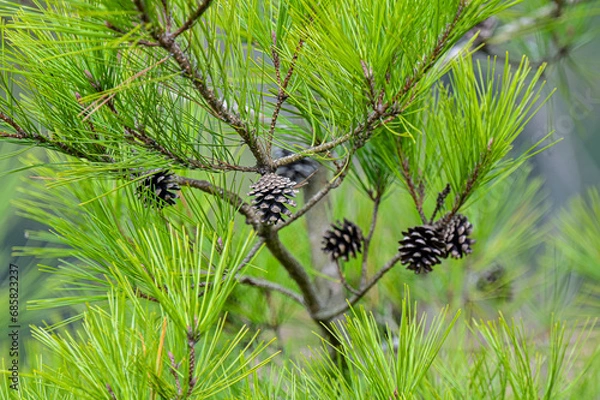 Fototapeta 松ぼっくり