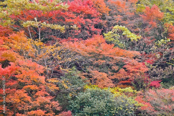 Fototapeta 紅葉した紅葉