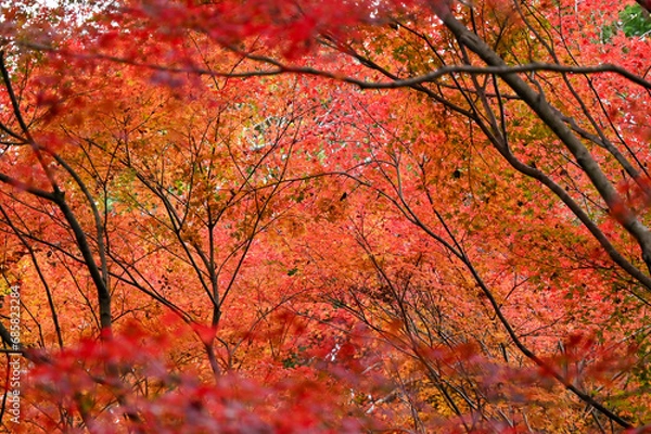 Obraz 紅葉した紅葉