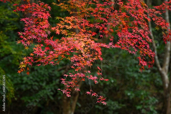 Fototapeta 紅葉した紅葉