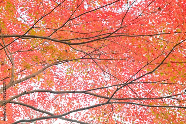Fototapeta 紅葉した紅葉