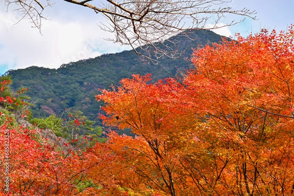 Fototapeta 山を背景に紅葉した紅葉