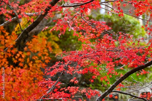 Fototapeta 紅葉した紅葉