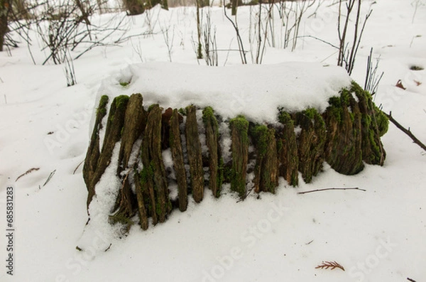 Fototapeta Old strain