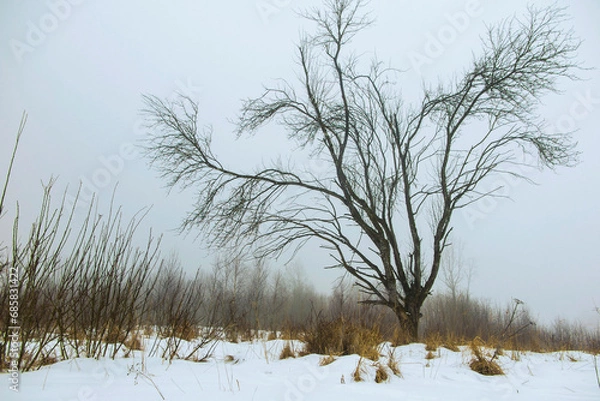 Fototapeta Lonely tree